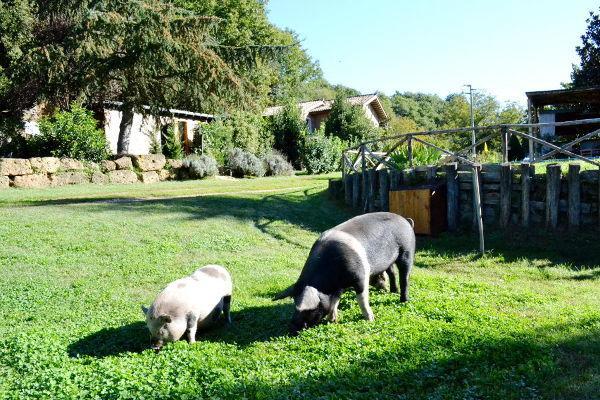 Agriturismo La Sorgente Di Nepi Hotell Eksteriør bilde