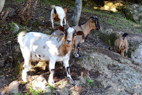 Agriturismo La Sorgente Di Nepi Hotell Eksteriør bilde