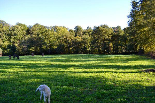 Agriturismo La Sorgente Di Nepi Hotell Eksteriør bilde